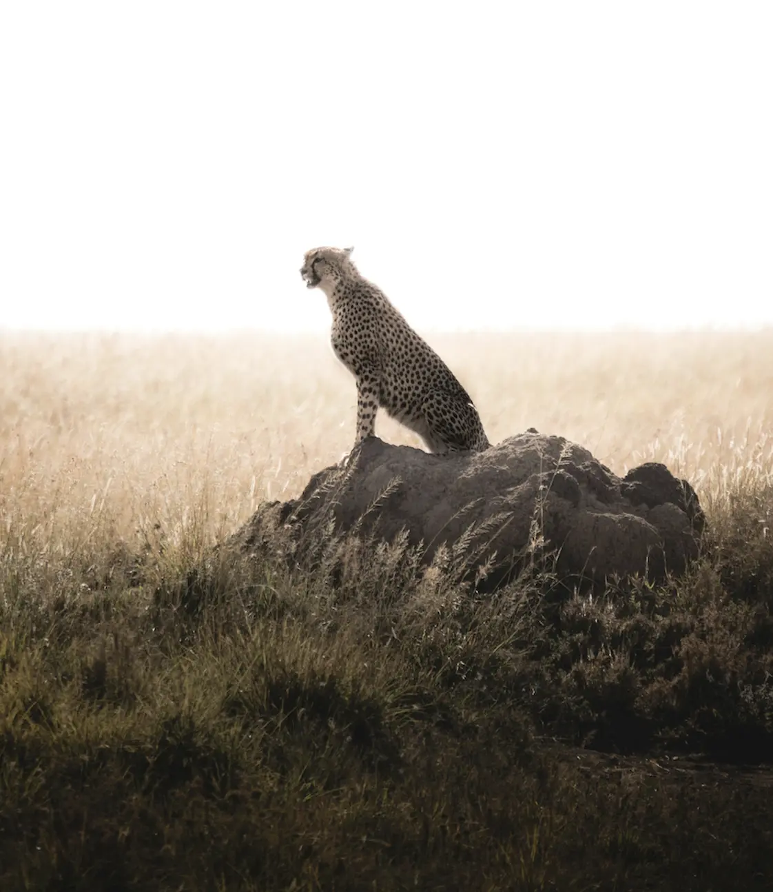 The Serengeti is rich in wildlife and home to the great migration.